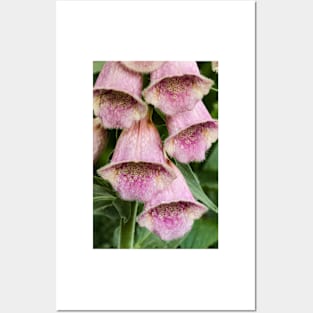 Foxglove In The Garden 1 Posters and Art